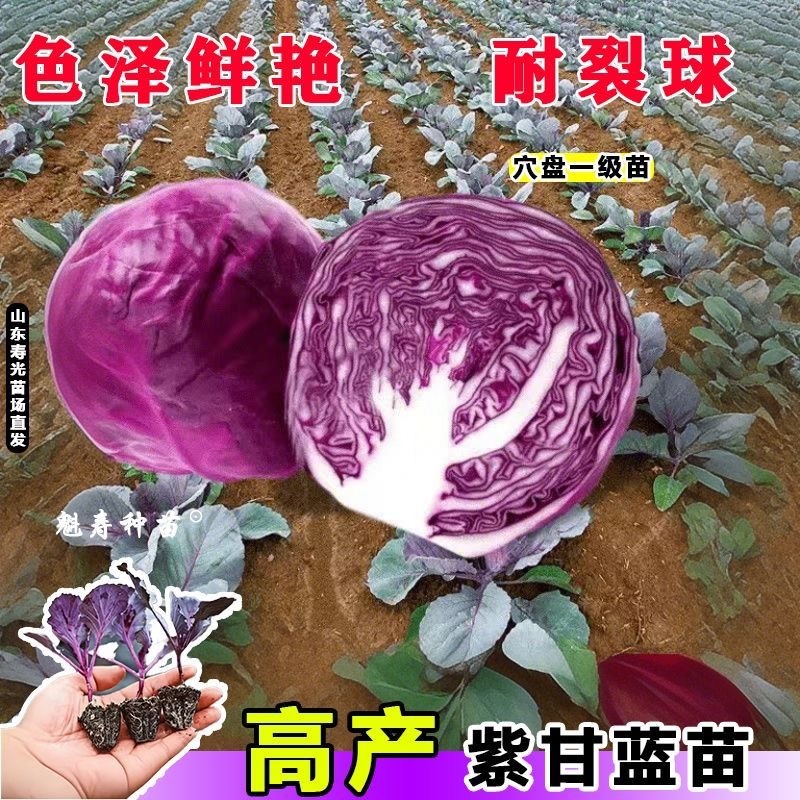 紫甘蓝苗，高产紫甘蓝苗，叶球紧实根系发达带土发货