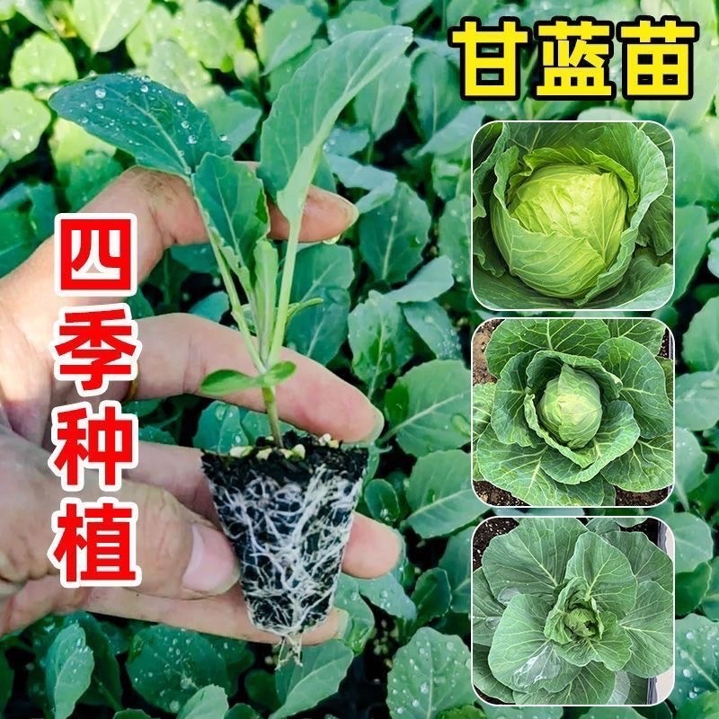 【甘蓝苗】绿甘蓝苗，诚信经营穴盘苗，可发往全国市场！
