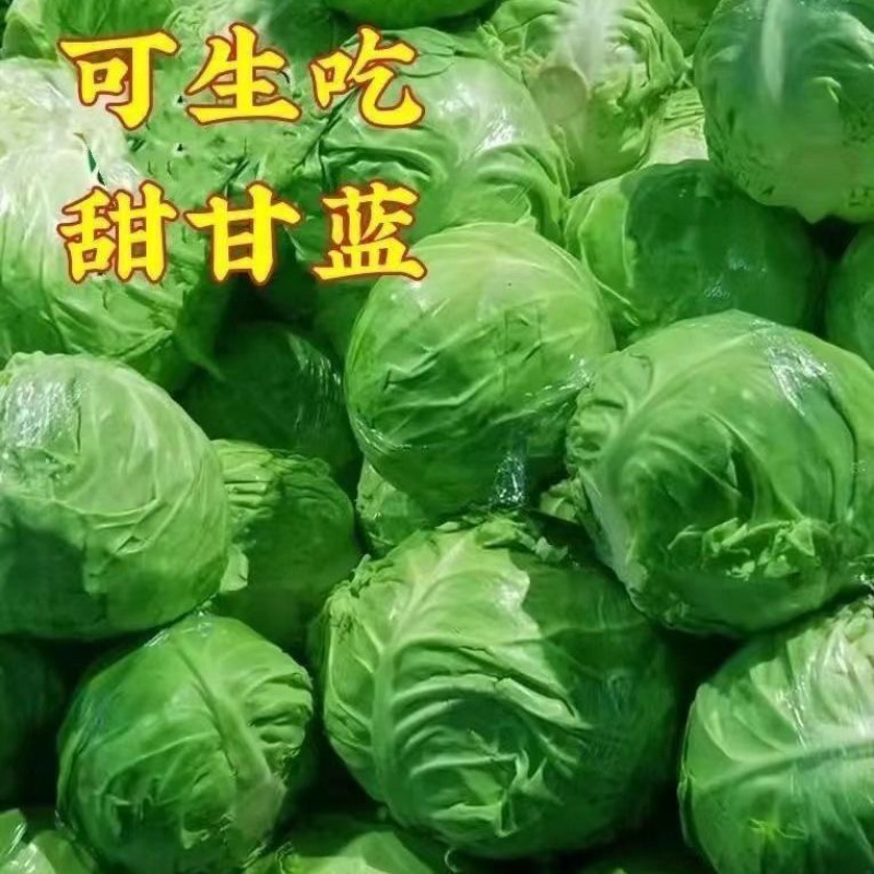 【甘蓝苗】绿甘蓝苗，诚信经营穴盘苗，可发往全国市场！