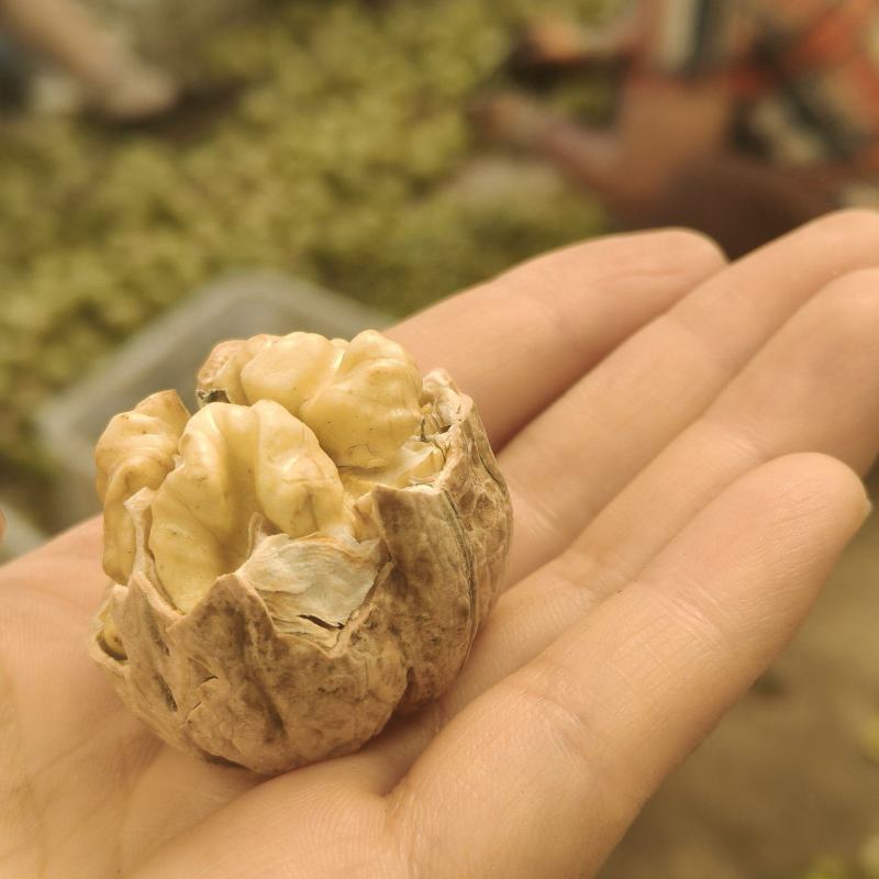 手工包纸皮鲜核桃味道鲜美脆甜可口每天现包现发