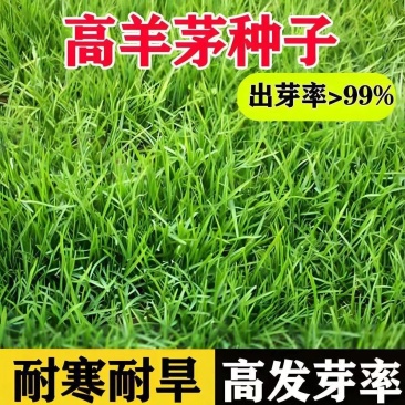 高羊茅是禾本科羊茅属多年生草本，冷季型草坪草的核心品种