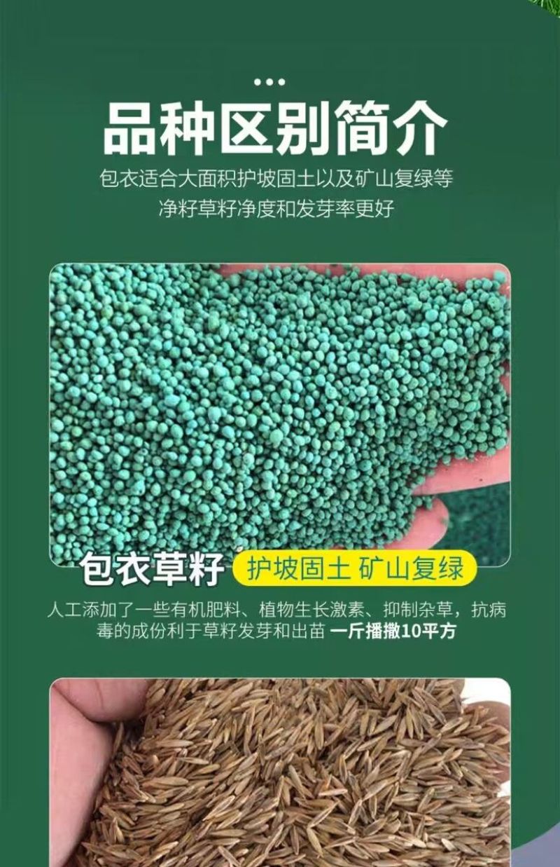 高羊茅是禾本科羊茅属多年生草本，冷季型草坪草的核心品种