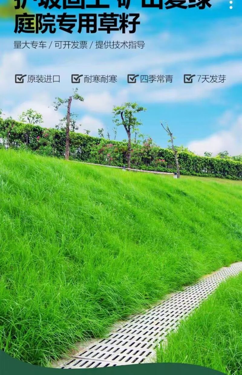 高羊茅是禾本科羊茅属多年生草本，冷季型草坪草的核心品种