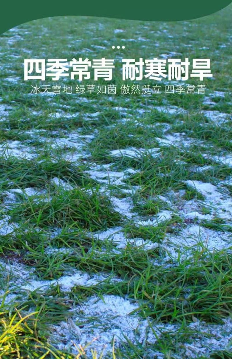 高羊茅是禾本科羊茅属多年生草本，冷季型草坪草的核心品种