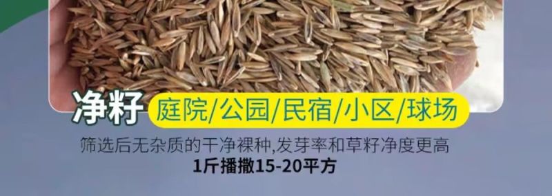高羊茅是禾本科羊茅属多年生草本，冷季型草坪草的核心品种