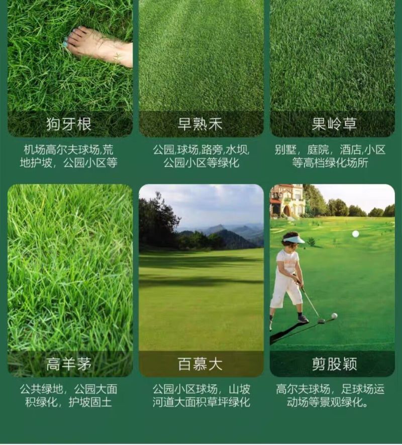 高羊茅是禾本科羊茅属多年生草本，冷季型草坪草的核心品种