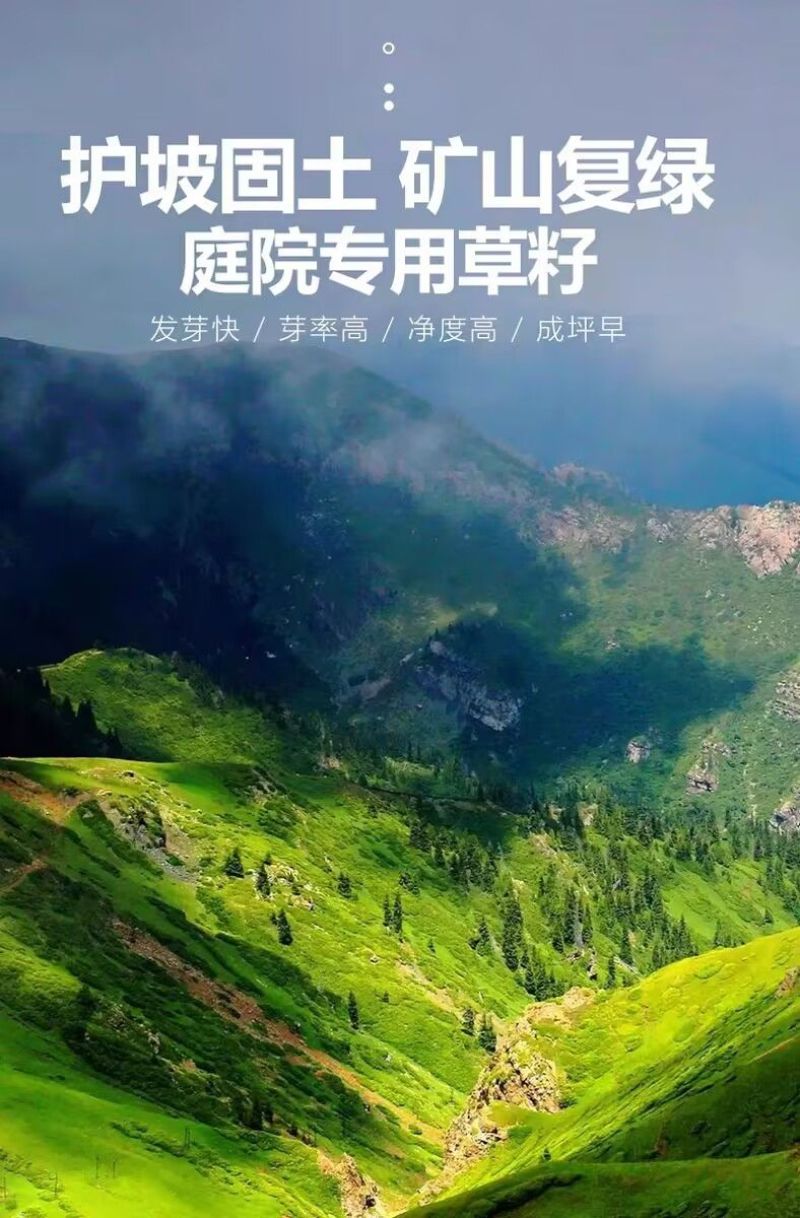 高羊茅是禾本科羊茅属多年生草本，冷季型草坪草的核心品种