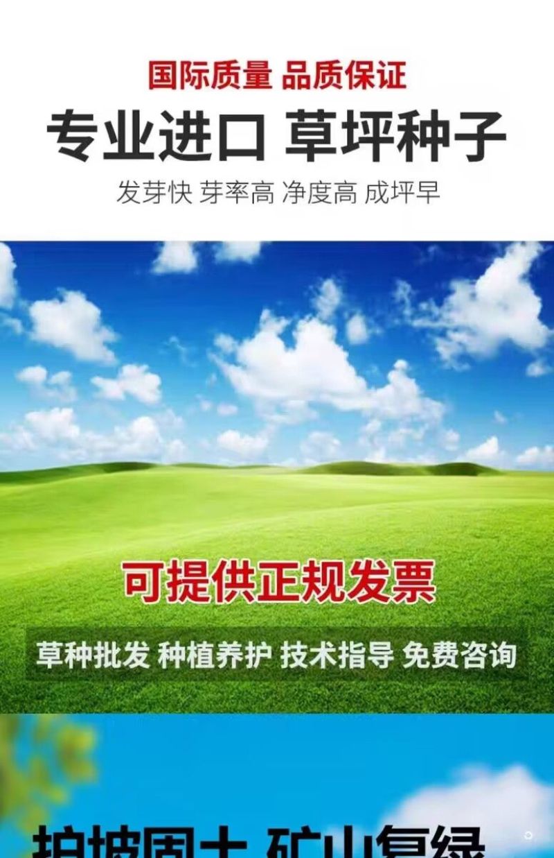 高羊茅是禾本科羊茅属多年生草本，冷季型草坪草的核心品种