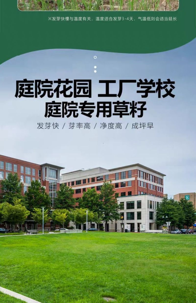 高羊茅是禾本科羊茅属多年生草本，冷季型草坪草的核心品种