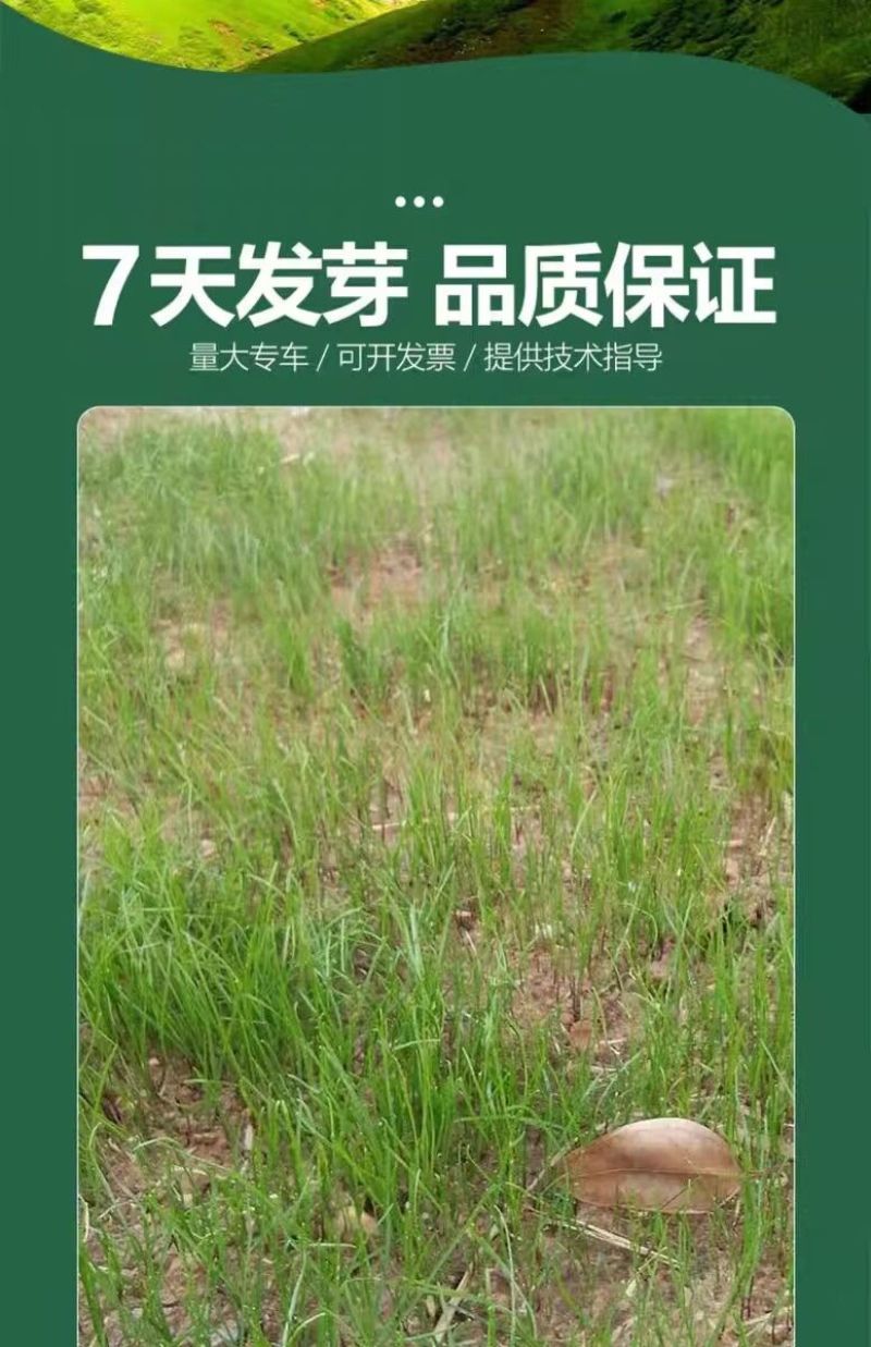 高羊茅是禾本科羊茅属多年生草本，冷季型草坪草的核心品种