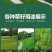 高羊茅是禾本科羊茅属多年生草本，冷季型草坪草的核心品种