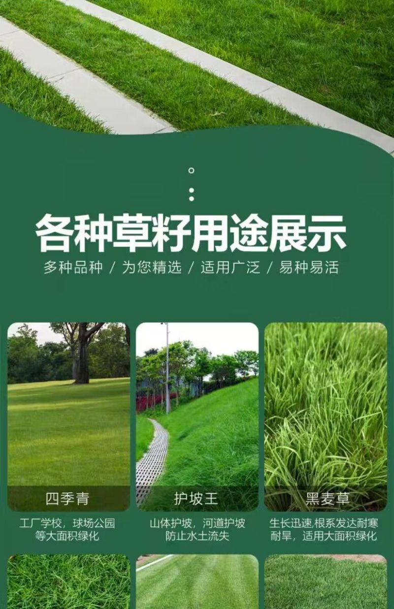 高羊茅是禾本科羊茅属多年生草本，冷季型草坪草的核心品种