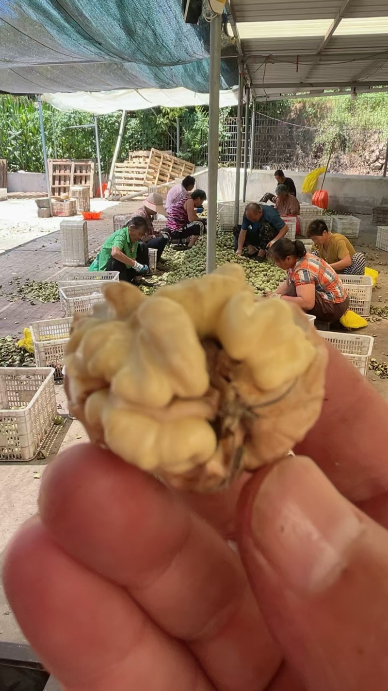 手工包纸皮鲜核桃味道鲜美脆甜可口每天现包现发