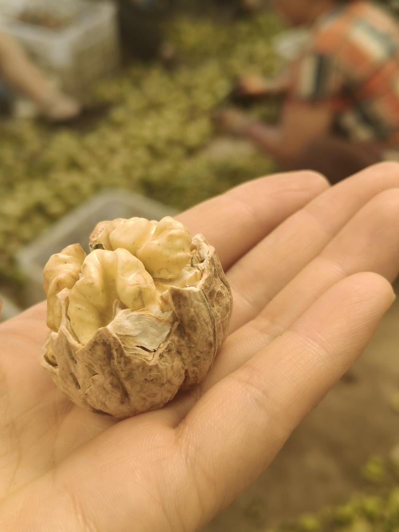 手工包纸皮鲜核桃味道鲜美脆甜可口每天现包现发