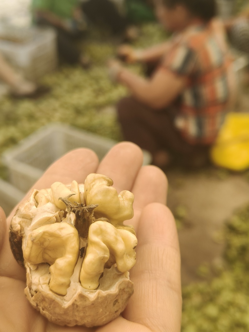 手工包纸皮鲜核桃味道鲜美脆甜可口每天现包现发