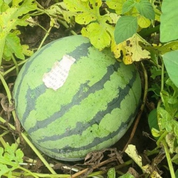 西瓜60亩头茬刚开园