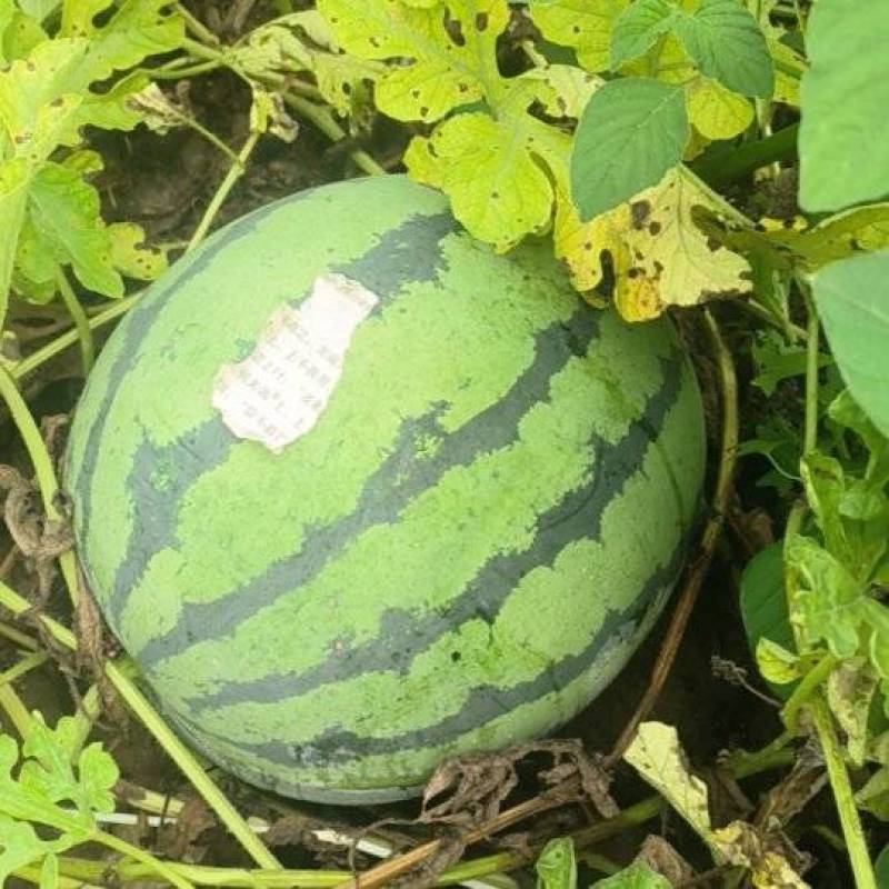 西瓜60亩头茬刚开园