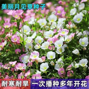 美丽月见草厂家批发多年生花卉