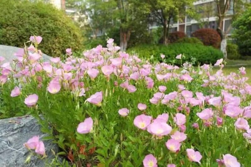 美丽月见草厂家批发多年生花卉