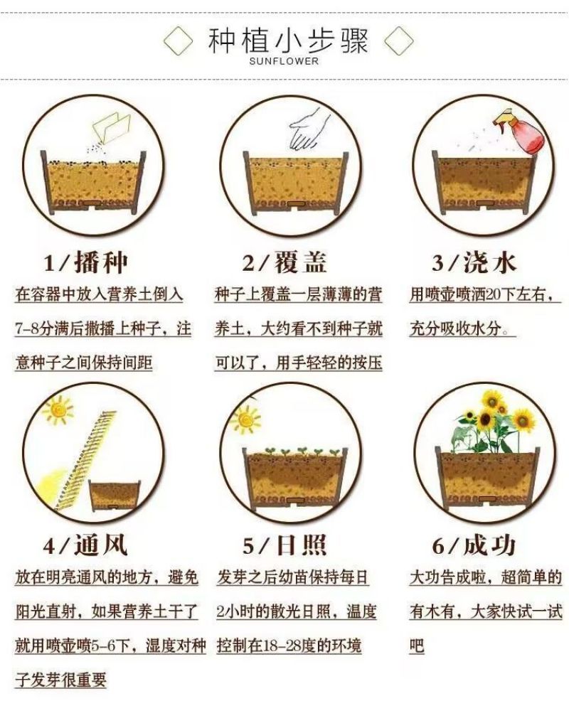 美丽月见草厂家批发多年生花卉