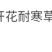 美丽月见草厂家批发多年生花卉