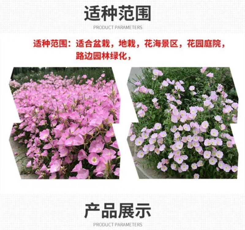 美丽月见草厂家批发多年生花卉