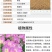 美丽月见草厂家批发多年生花卉