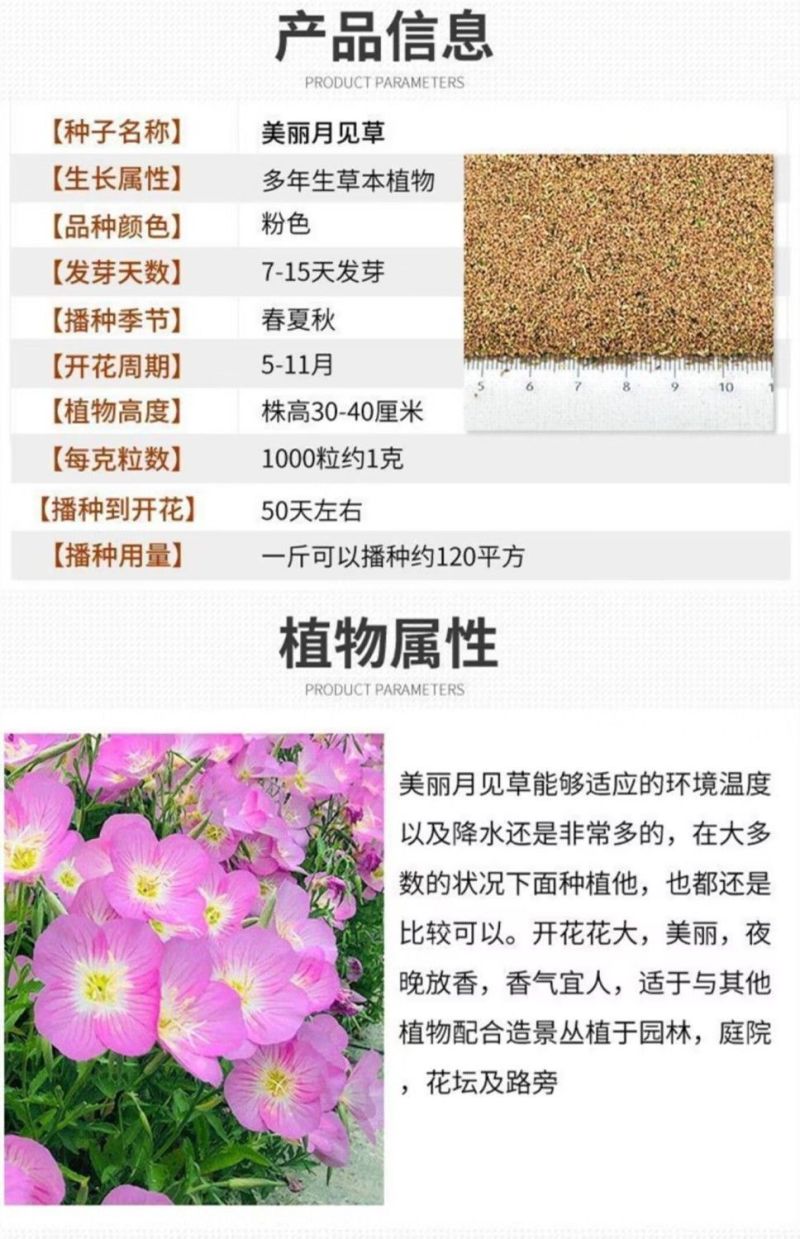 美丽月见草厂家批发多年生花卉