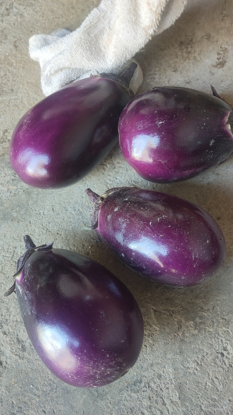 各种蔬菜