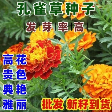 孔雀草厂家批发量大批发花海打造**花期长