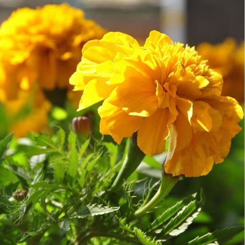孔雀草厂家批发量大批发花海打造**花期长