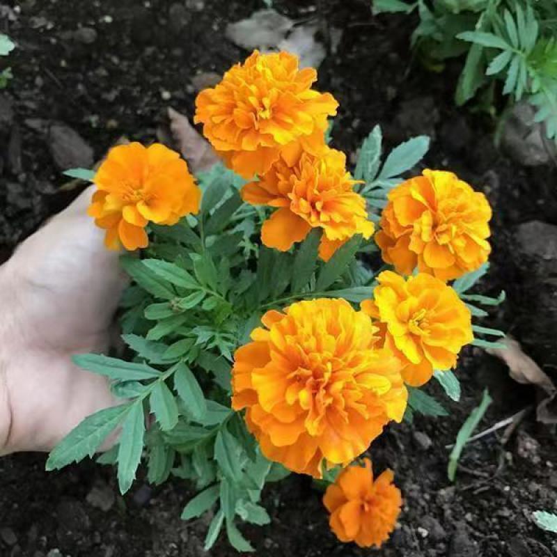 孔雀草厂家批发量大批发花海打造**花期长