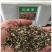 孔雀草厂家批发量大批发花海打造**花期长