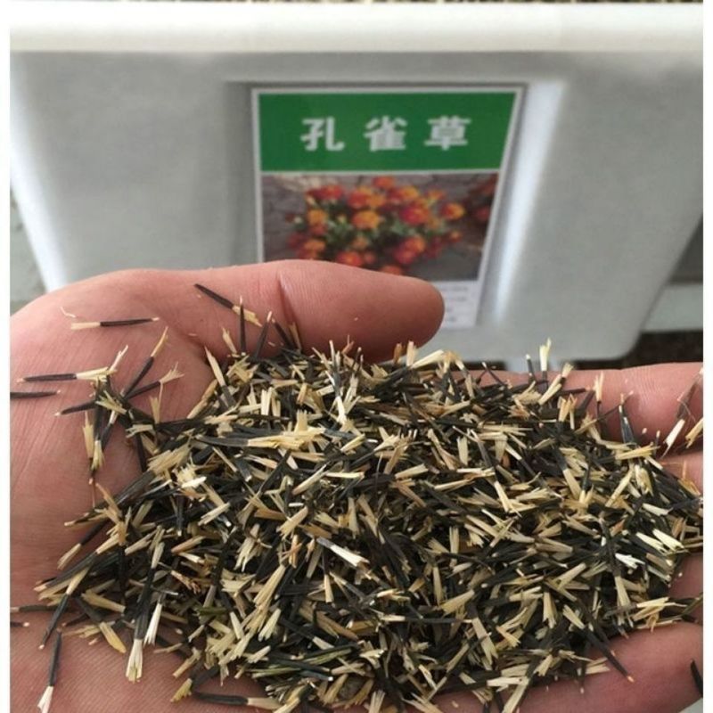 孔雀草厂家批发量大批发花海打造**花期长