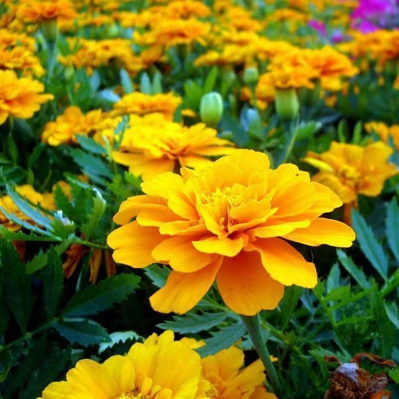 孔雀草厂家批发量大批发花海打造**花期长