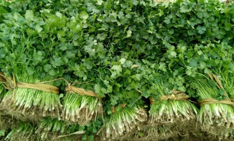 大叶香菜百亩基地直销量大质优价格优惠一手货源采购中