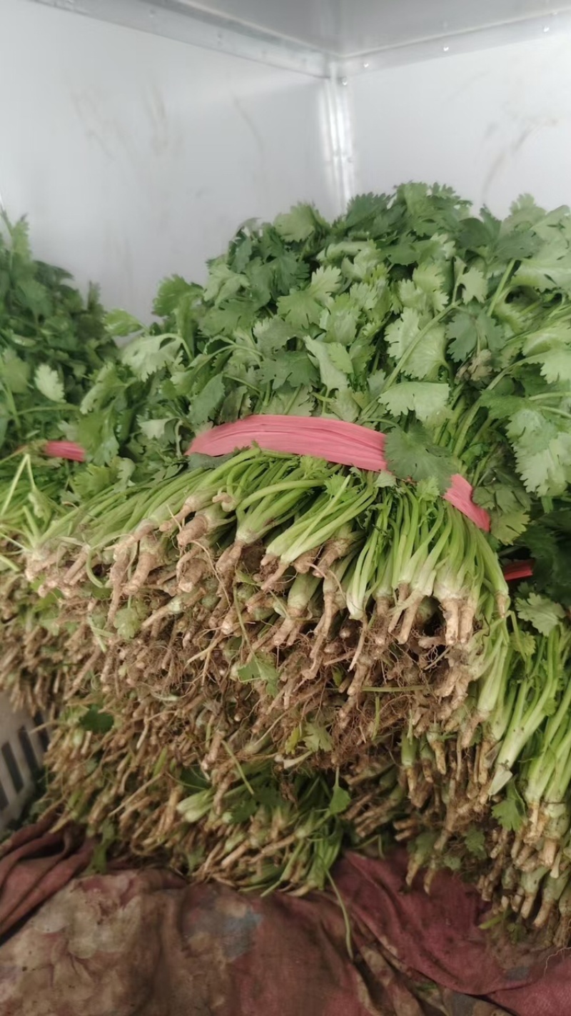大叶香菜百亩基地直销量大质优价格优惠一手货源采购中
