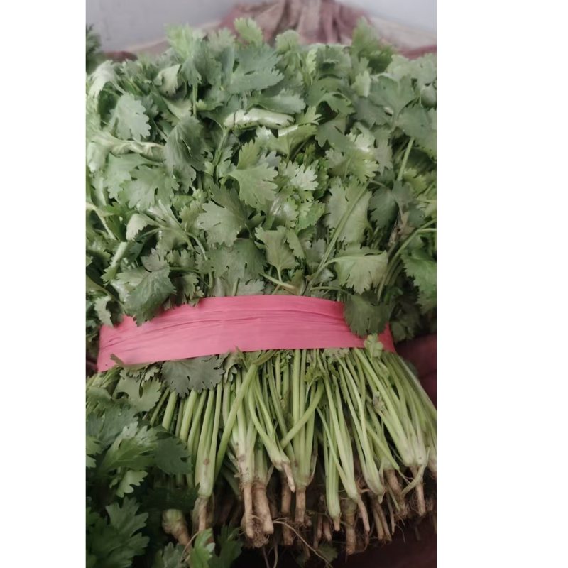 大叶香菜百亩基地直销量大质优价格优惠一手货源采购中