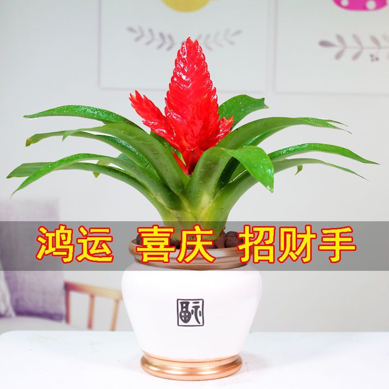 招财手红玉扇鸿运当头盆栽植物带花发货办公室内花卉绿植净化空气