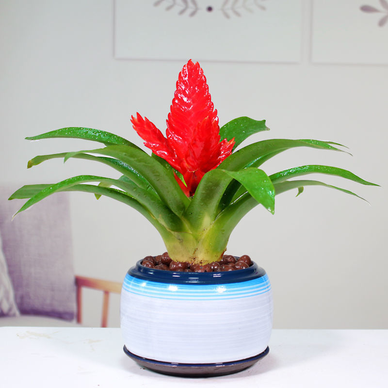招财手红玉扇鸿运当头盆栽植物带花发货办公室内花卉绿植净化空气