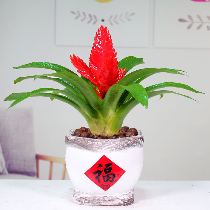 招财手红玉扇鸿运当头盆栽植物带花发货办公室内花卉绿植净化空气