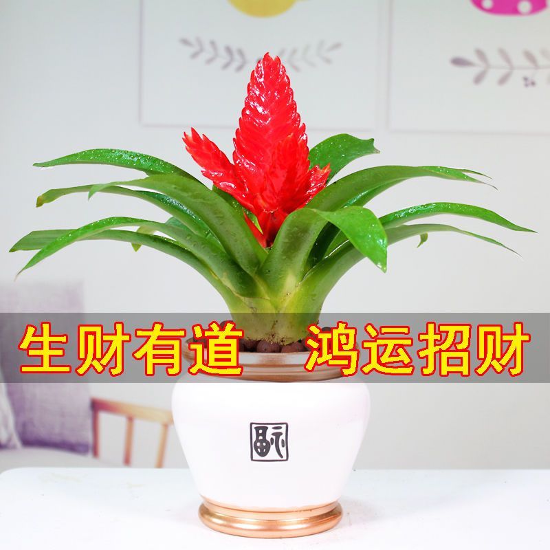 招财手红玉扇鸿运当头盆栽植物带花发货办公室内花卉绿植净化空气