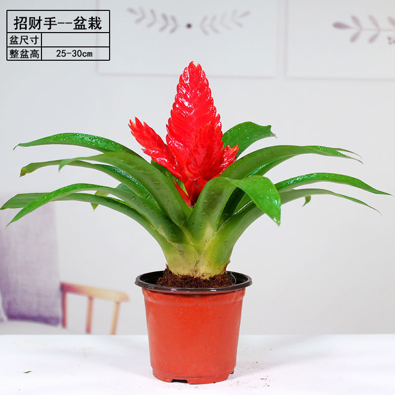 招财手红玉扇鸿运当头盆栽植物带花发货办公室内花卉绿植净化空气