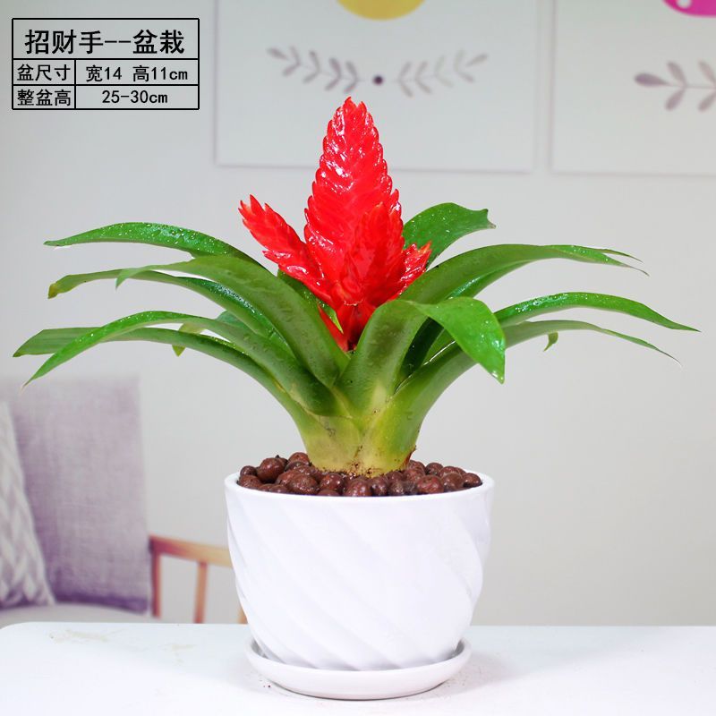 招财手红玉扇鸿运当头盆栽植物带花发货办公室内花卉绿植净化空气