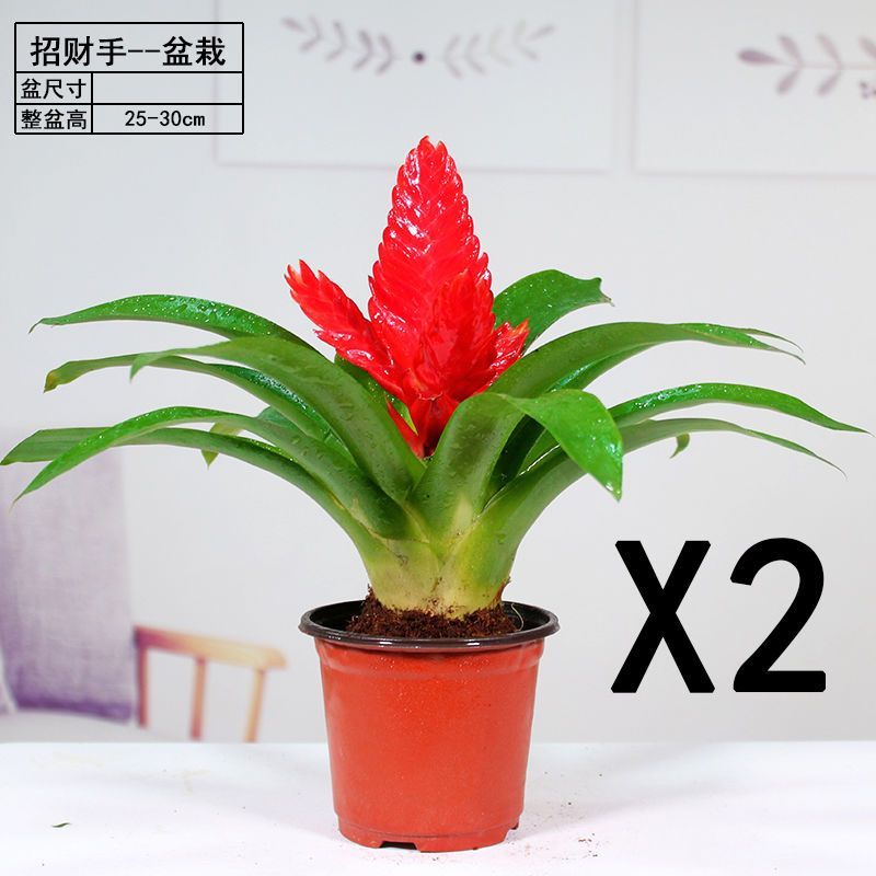 招财手红玉扇鸿运当头盆栽植物带花发货办公室内花卉绿植净化空气