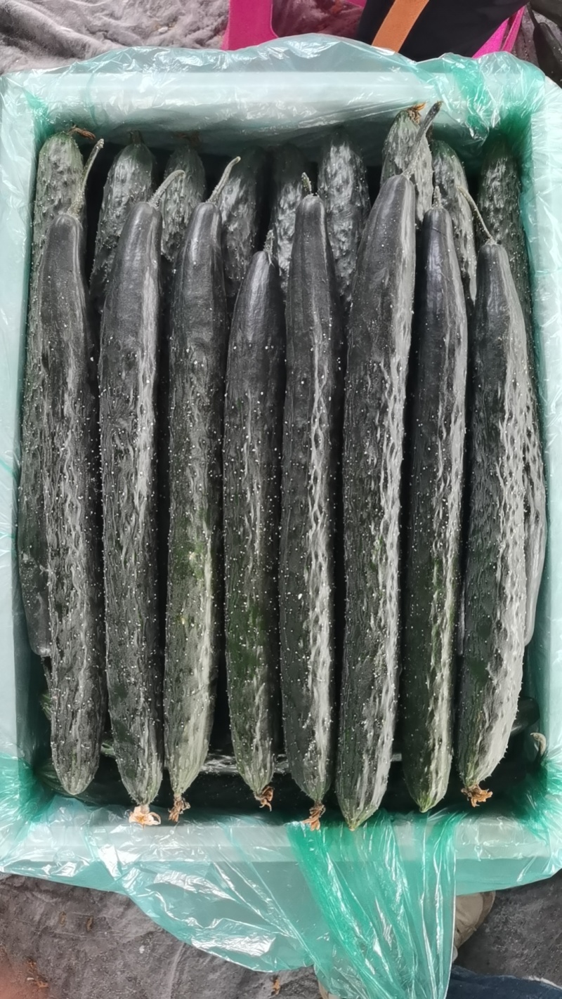 石屏县青灰瓜大量上市