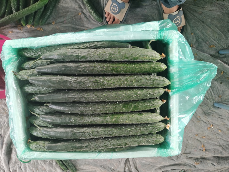 石屏县青灰瓜大量上市