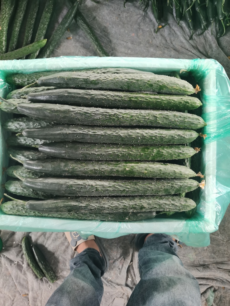 石屏县青灰瓜大量上市