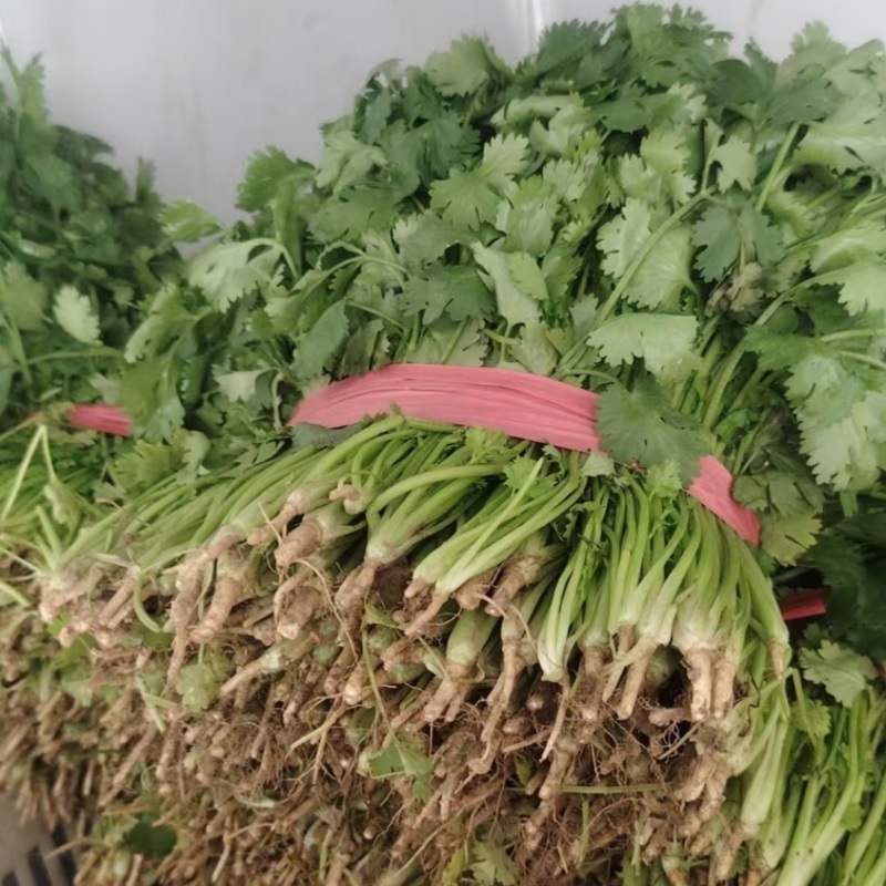 【热卖】山西长治大叶香菜量大质优基地直销支持视频看货