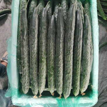 石屏县青灰瓜大量上市